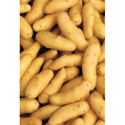 Patates Ratte, 12 cm